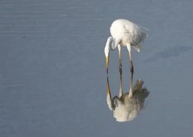 Een Grote Zilverreiger met spiegelbeeld.