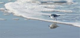 spiegelen op het strand