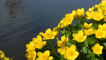 Dotterbloem / Hans Peeters