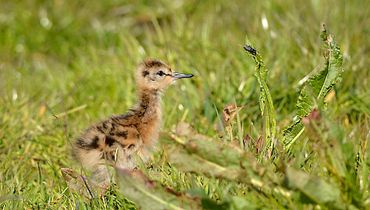 Jonge grutto met insect / Loes Willebrand - Fotogalerij