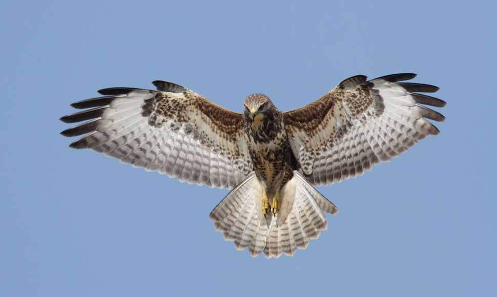 Buizerd / Agami