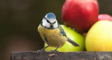 Pimpelmees fruit / Shutterstock