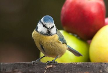 Pimpelmees fruit / Shutterstock