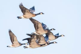 Kluitje Canadese ganzen (plus aantal hybriden met brandgans)