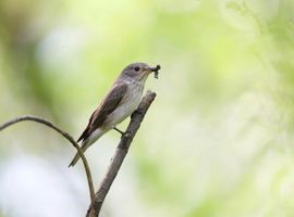 Grauwe vliegenvanger