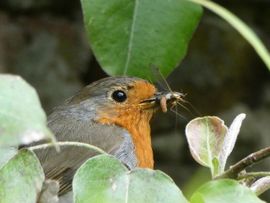 Roodborst met mug