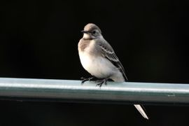 Jonge witte kwikstaart