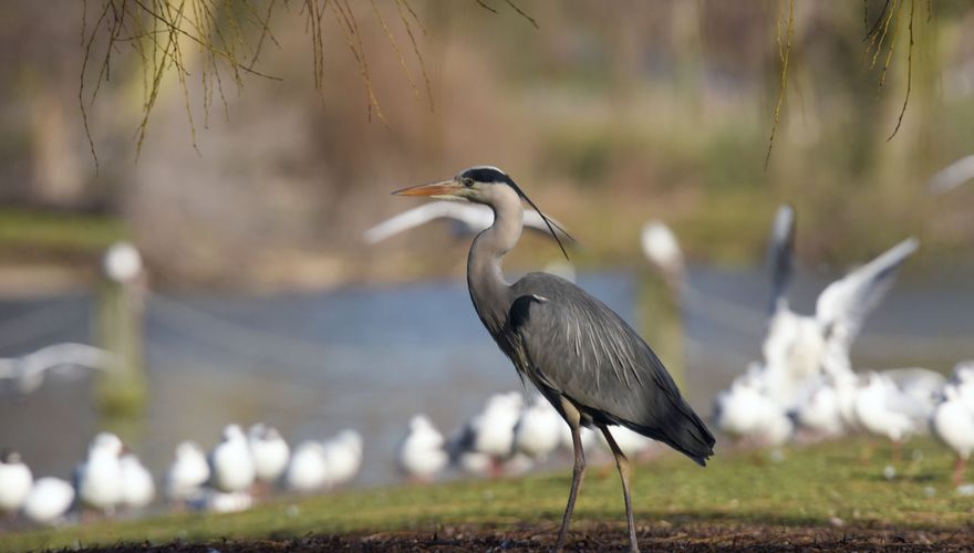 Blauwe reiger / Shutterstock