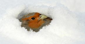 Patrijs / Shutterstock Patrijs / Shutterstock