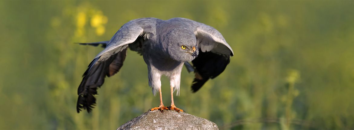 Grauwe kiekendief / Shutterstock