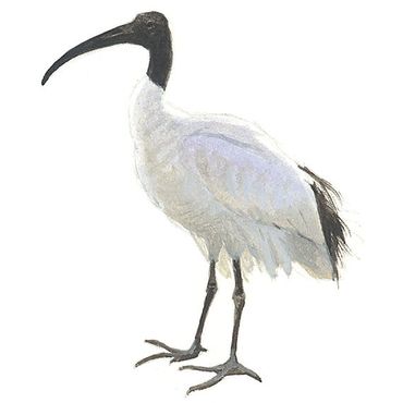 Heilige ibis / Elwin van der Kolk