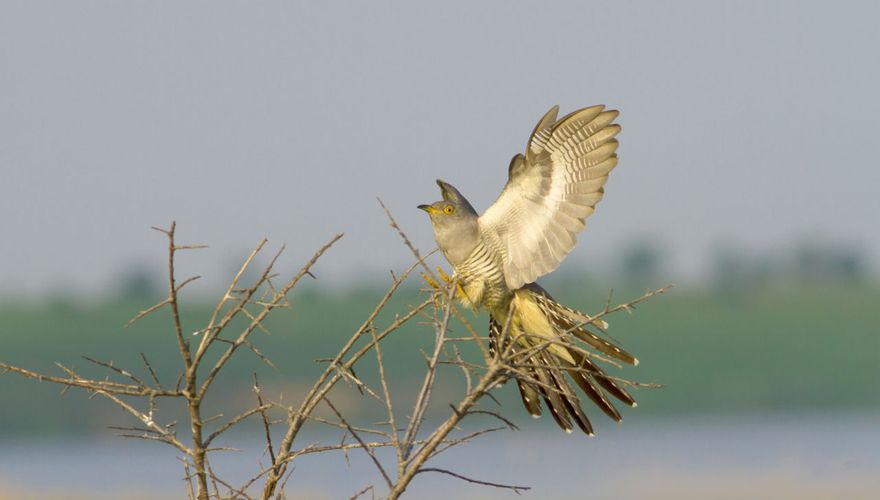 Koekoek / Shutterstock