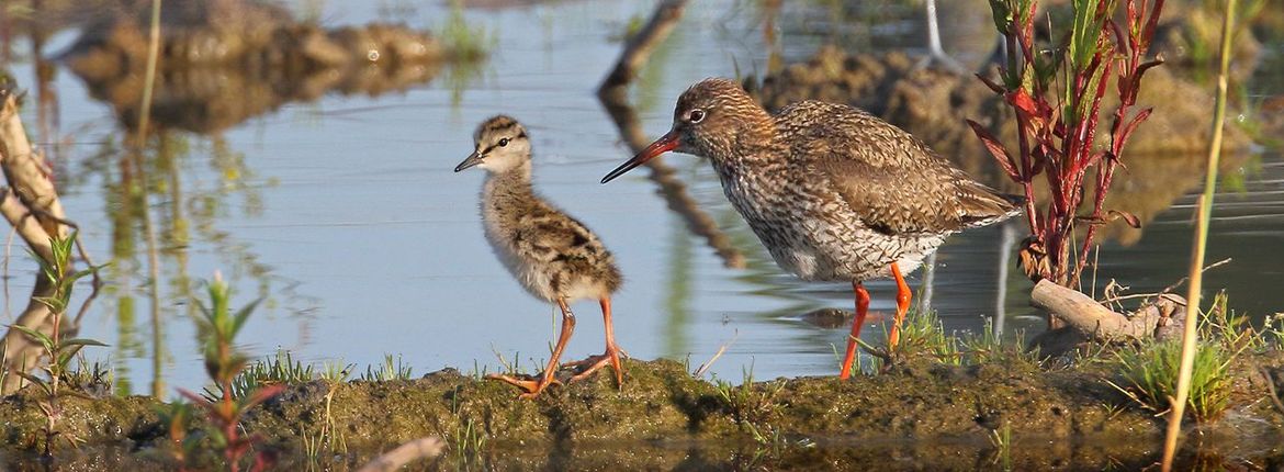 Tureluur met kuiken in Park Lingezegen Waterrijk / Koos Dansen