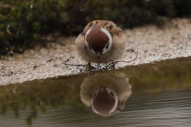 spiegeltje, spiegeltje.....