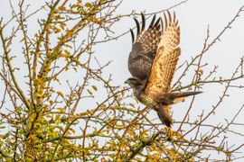 Vanuit de boomhut opstijgen