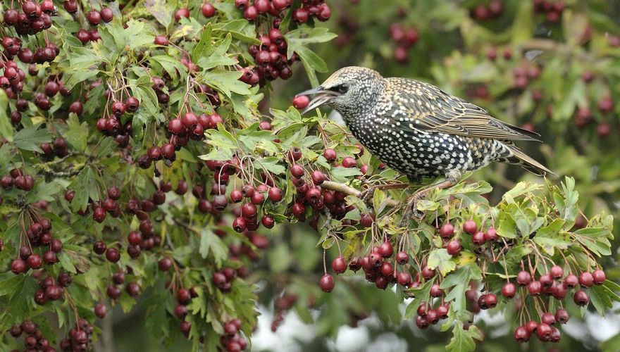 Spreeuw meidoorn / Jelle de Jong