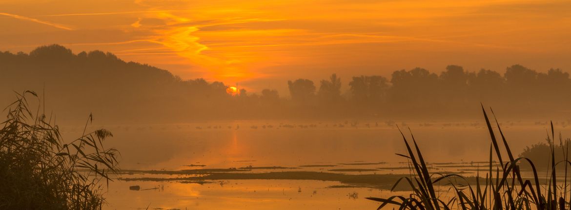 Biesbosch / Shutterstock