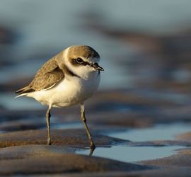 Strandplevier / Natalia Paklina Buiten-beeld