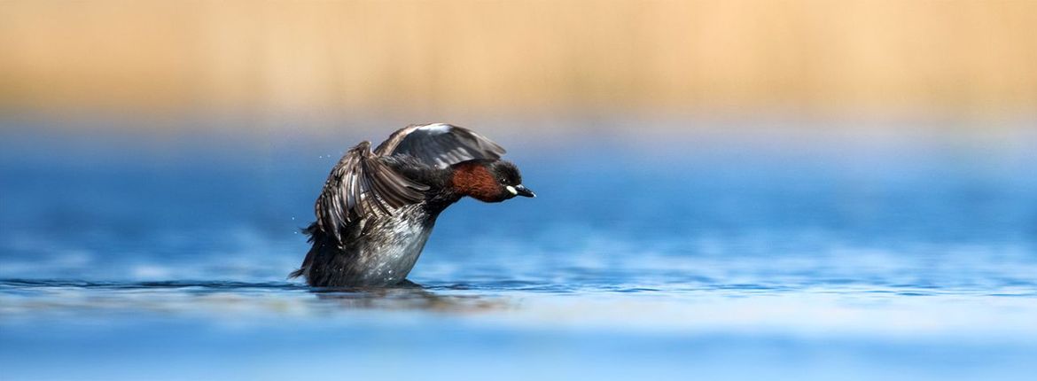 Dodaars / Wil Leurs, AGAMI