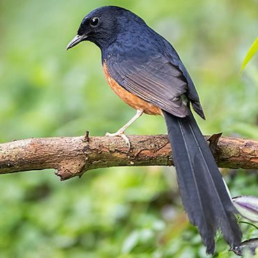 White rumped Shama / Marc Guyt AGAMI