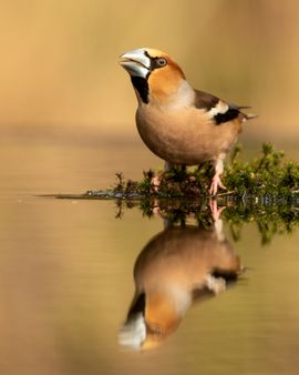 Drinkende appelvink