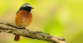 gekraagde roodstaart/ shutterstock