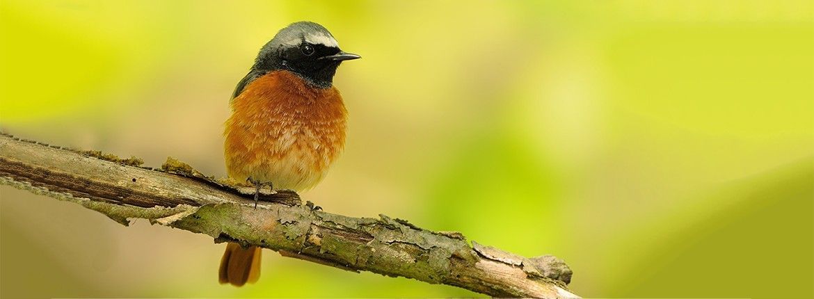 gekraagde roodstaart/ shutterstock