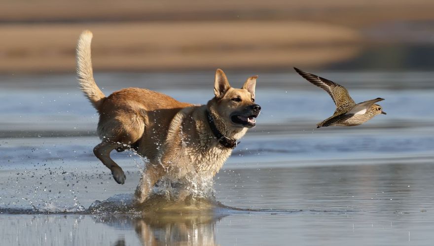 Hond / Shutterstock