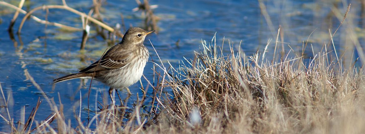 Waterpieper / Shutterstock