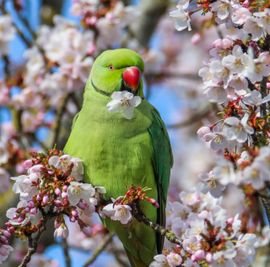 Het is weer lente.