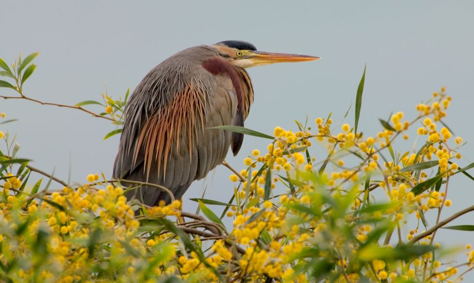 Purperreiger / Agami