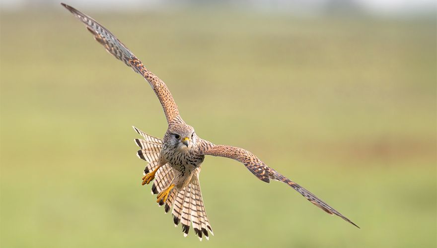 Torenvalk / Nick van den Berg