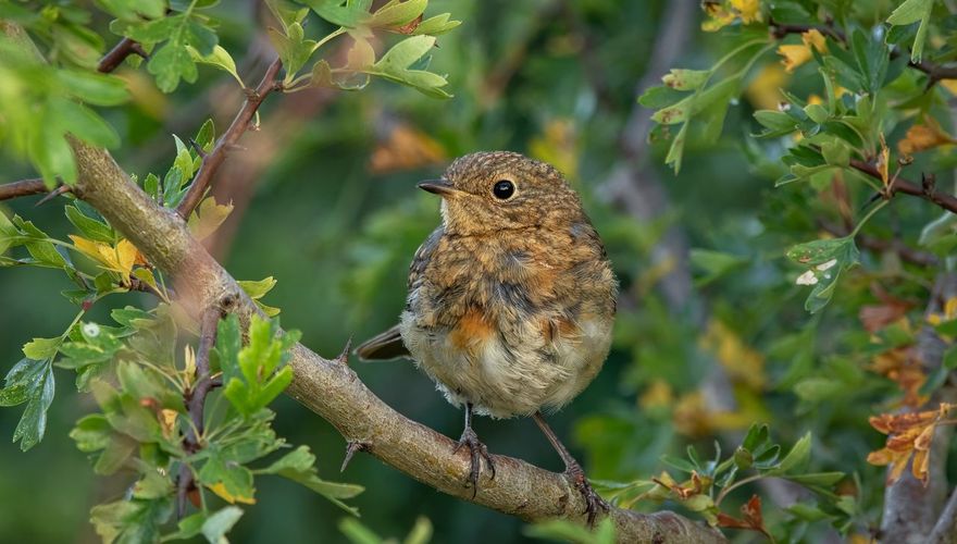 Roodborst jong in meidoorn / Shutterstock