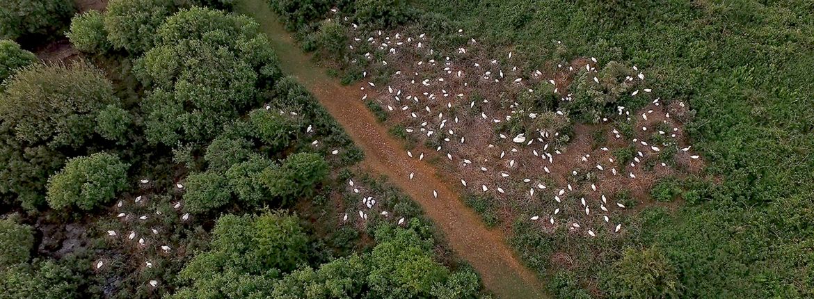 Lepelaar Geulplas / Marc Plomp (drone)