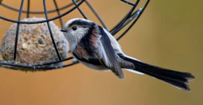 Staartmees voer / Shutterstock Staartmees voer / Shutterstock