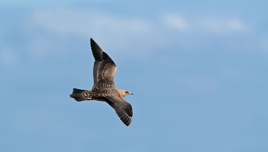 Kleine jager / Ruwan Aluvihare