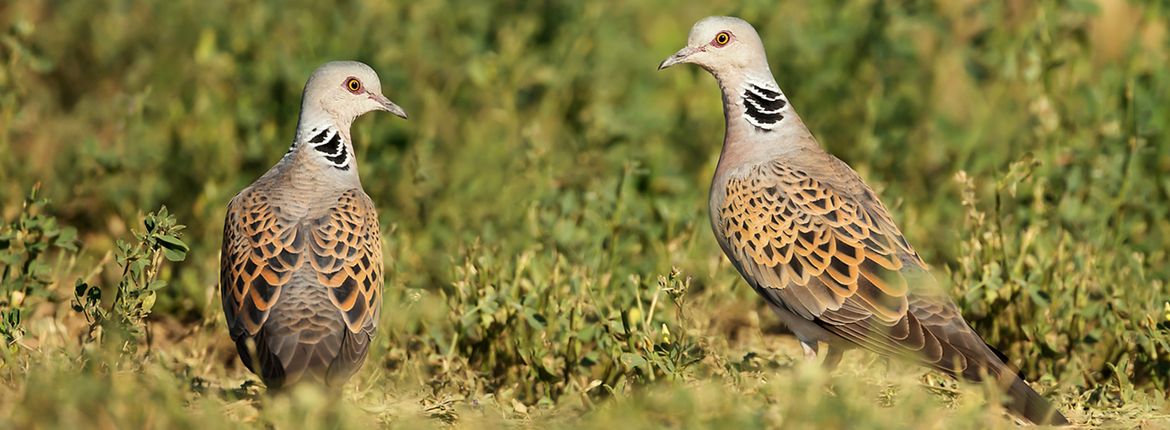 Zomertortel / Shutterstock