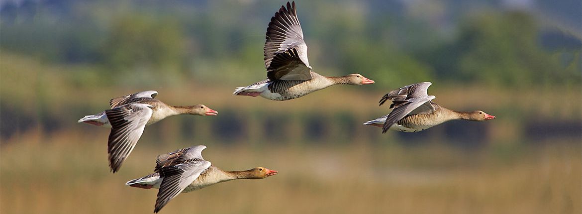 grauwe gans / Agami - Markus Varesvuo