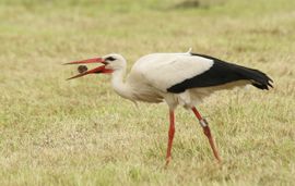 Er gaat een muisje naar binnen.