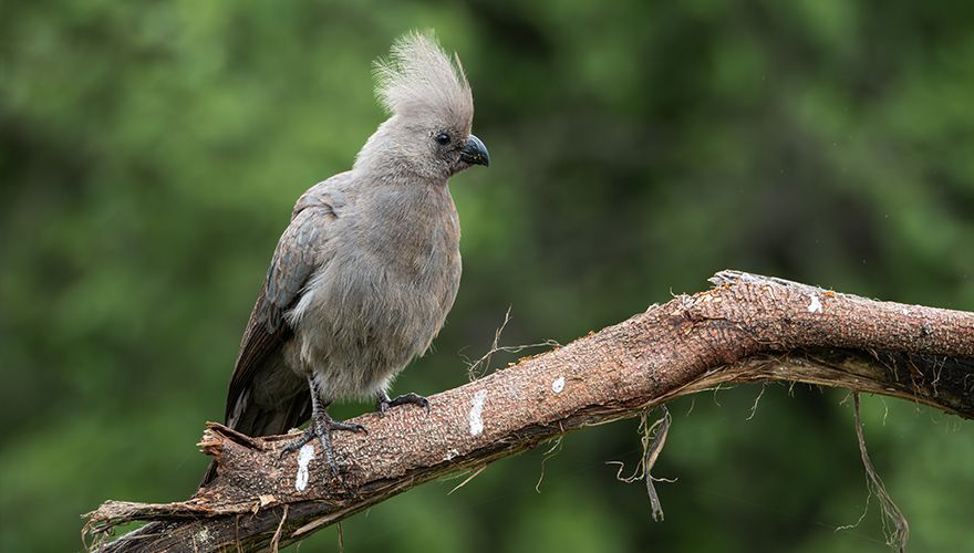 Go away bird / Robert van der Sluis