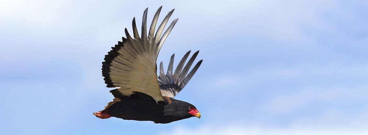 Bateleur / Shutterstock