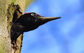 Zwarte specht druk in de weer met z'n nest