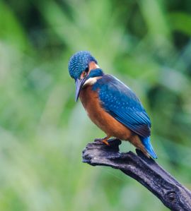 Alerte ijsvogel