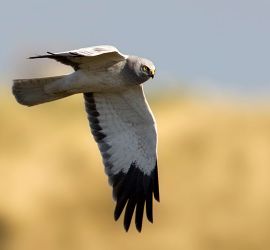 Blauwe kiekendief / Marc Guyt AGAMI