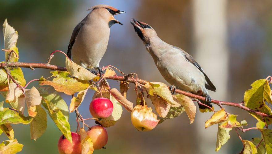 Pestvogel / Shutterstock