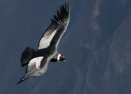 Condor opstijgend op thermiek in  de vroege ochtend