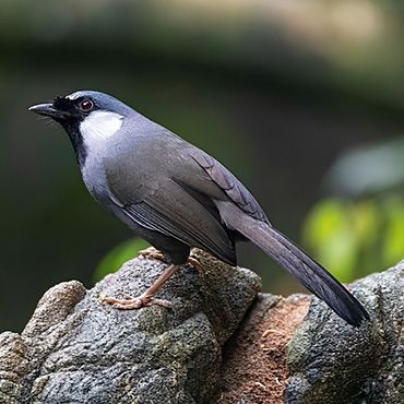 Black throated Laughingthrush / Marc Guyt AGAMI