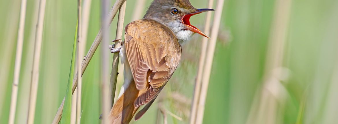 grote karekiet / Shutterstock