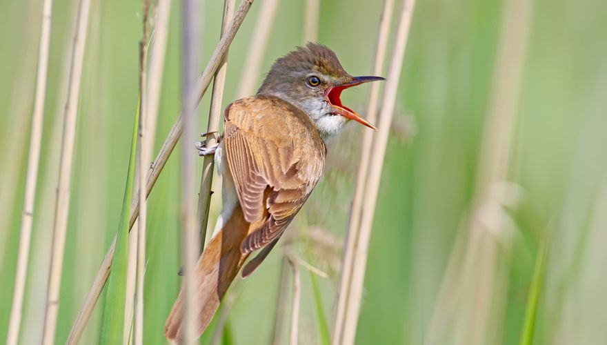 grote karekiet / Shutterstock