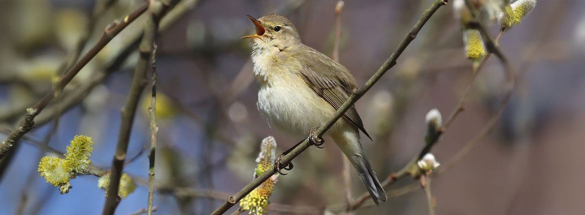 Tjiftjaf / Shutterstock